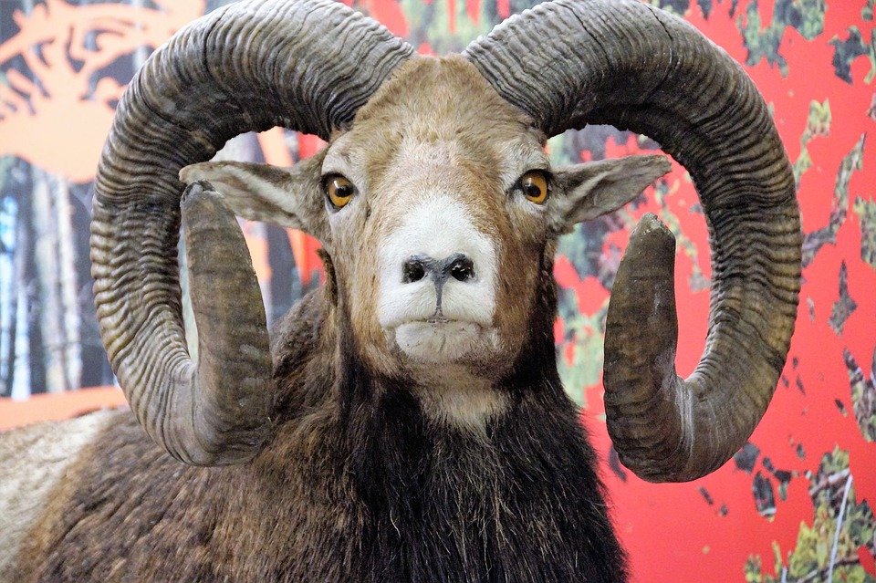 Noaptea Muzeelor 2017. Un muflon european conservat în depozitele Muzeului de Ştiinţele Naturii din Târgu Mureş, scos la lumină după 42 de ani 