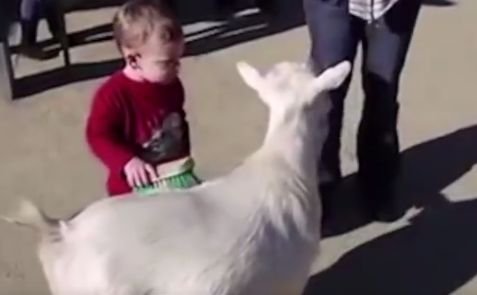 A încercat să pieptene o capră și s-a speriat îngrozitor. Ce a pățit băiețelul - VIDEO