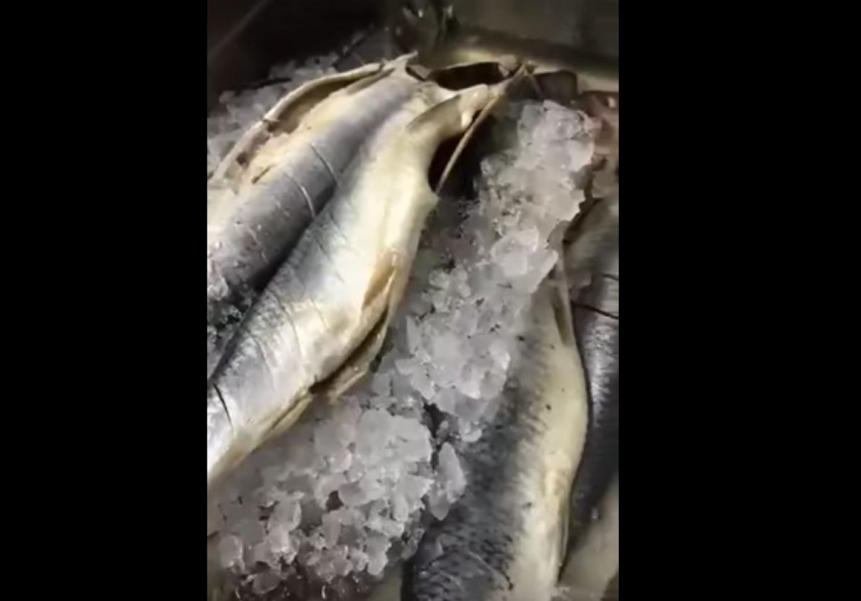 Bombă alimentară pe litoral! 50 de kilograme de pește stricat găsit la o cherhana din Vama Veche (VIDEO)