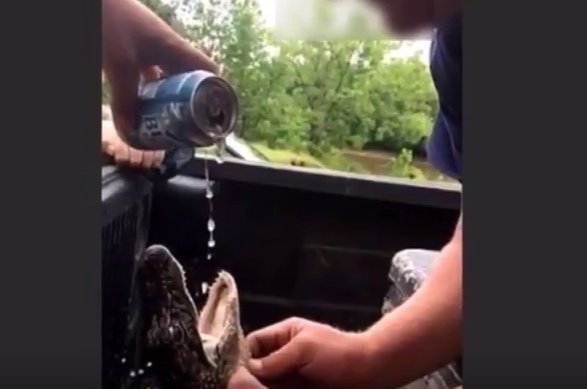 Gest șocant în Statele Unite! Doi bărbați au îmbătat un pui de aligator. Ce au pățit aceștia - VIDEO