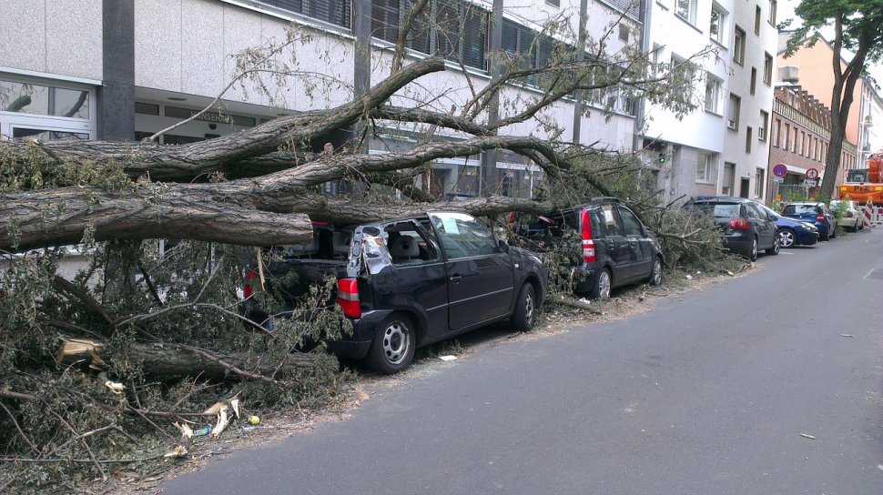 Un copac uriaș s-a prăbușit pe un bulevard din Capitală