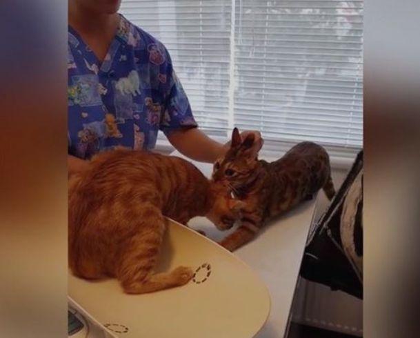 Și-a dus pisicuțele la veterinar. Ce a urmat i-a lăsat pe toți fără cuvinte. „Este incredibil” (FOTO+VIDEO) 455198