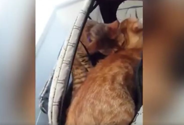 Și-a dus pisicuțele la veterinar. Ce a urmat i-a lăsat pe toți fără cuvinte. „Este incredibil” (FOTO+VIDEO)