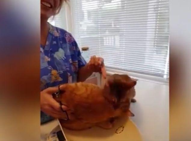 Și-a dus pisicuțele la veterinar. Ce a urmat i-a lăsat pe toți fără cuvinte. „Este incredibil” (FOTO+VIDEO) 455200