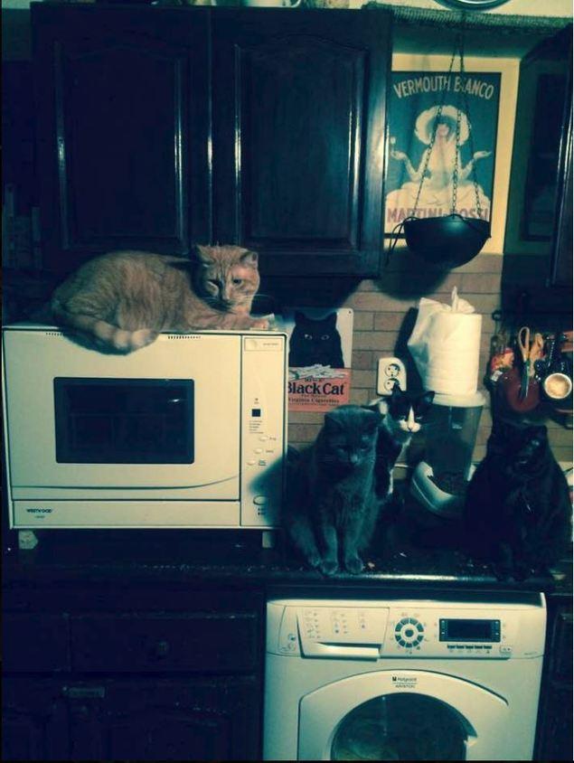 Cum arată locuința lui Carmen Tănase! Actrița are casa plină de pisici - Sunt peste tot: în pat, în chiuvetă 455424