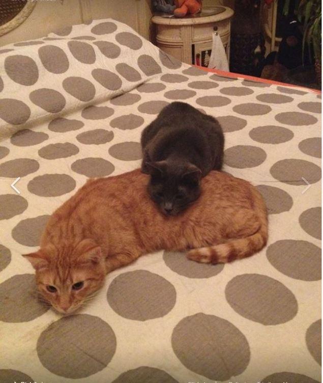 Cum arată locuința lui Carmen Tănase! Actrița are casa plină de pisici - Sunt peste tot: în pat, în chiuvetă 455425