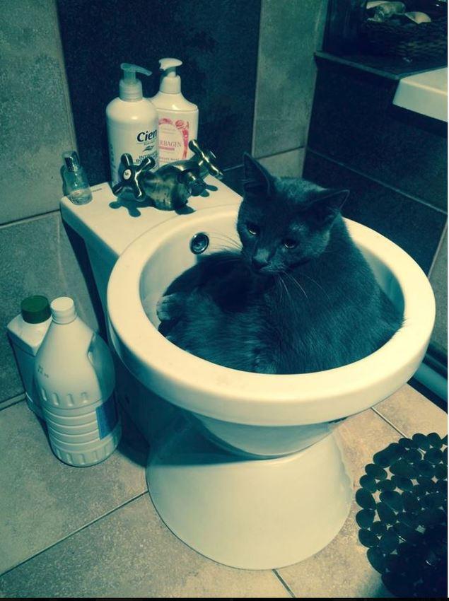 Cum arată locuința lui Carmen Tănase! Actrița are casa plină de pisici - Sunt peste tot: în pat, în chiuvetă 455427