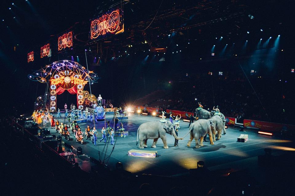 Parlamentul a votat pentru interzicerea folosirii animamelor sălbatice la circuri și expoziții