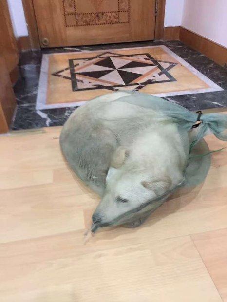 A găsit un sac la tarabă, spre vanzare, și mișca. Când l-a desfăcut și a văzut ce era în el a făcut imediat o poză 457590