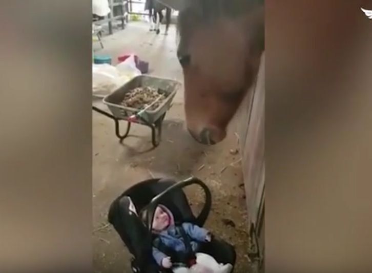 Și-au lăsat bebelușul cu un cal. Ce a urmat i-a lăsat fără cuvinte. „Nu se poate așa ceva!” (FOTO+VIDEO)