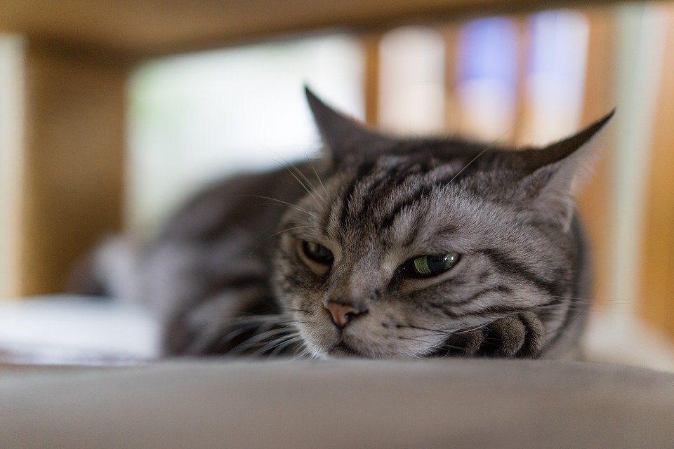  De ce trebuie să lași pisica să stea în patul tău. 10 lucruri uimitoare pe care nu le știai