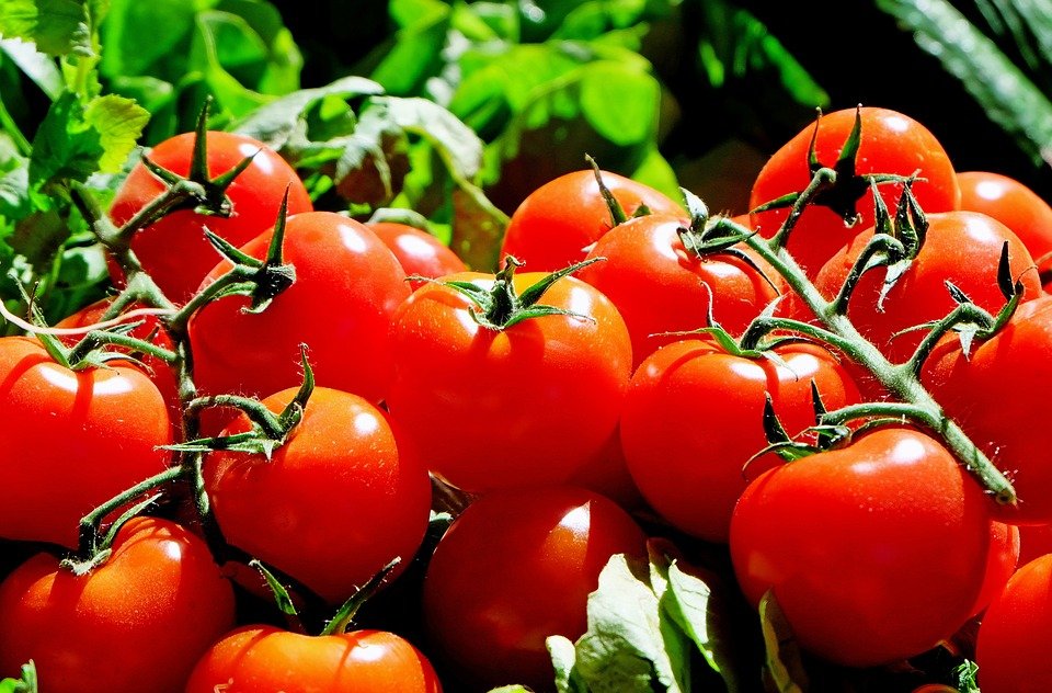 Cât cheltuie Guvernul cu programul de tomate pentru agricultori