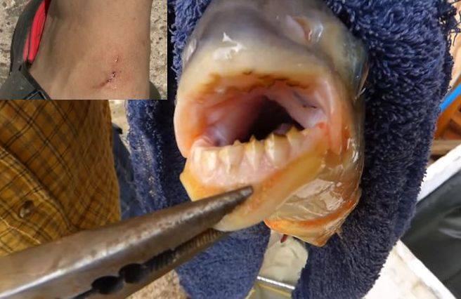 O creatură cu dinți de om a mușcat un pescar din Drobeta Turnu Severin. „Nu am văzut în viața mea așa ceva!” Cum a ajuns „arătarea” în Dunăre - FOTO 460005