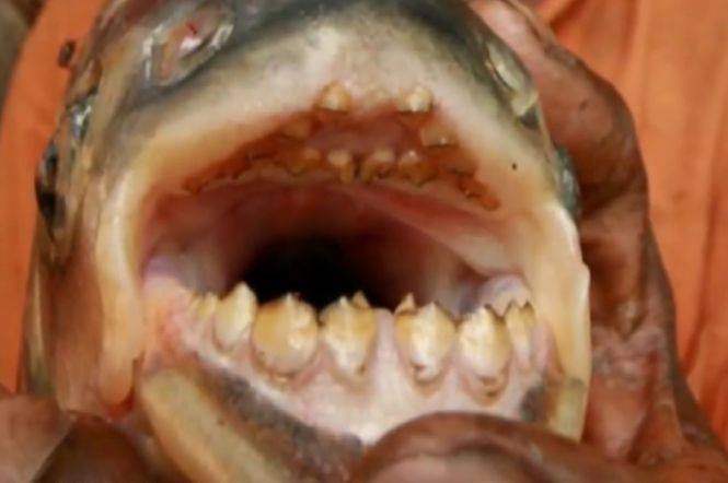 O creatură cu dinți de om a mușcat un pescar din Drobeta Turnu Severin. „Nu am văzut în viața mea așa ceva!” Cum a ajuns „arătarea” în Dunăre - FOTO