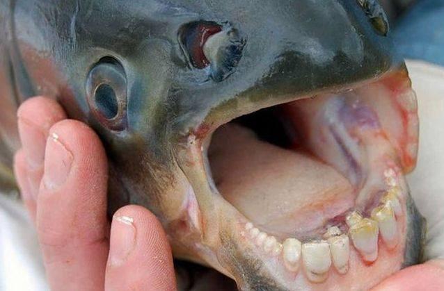 O creatură cu dinți de om a mușcat un pescar din Drobeta Turnu Severin. „Nu am văzut în viața mea așa ceva!” Cum a ajuns „arătarea” în Dunăre - FOTO 460007