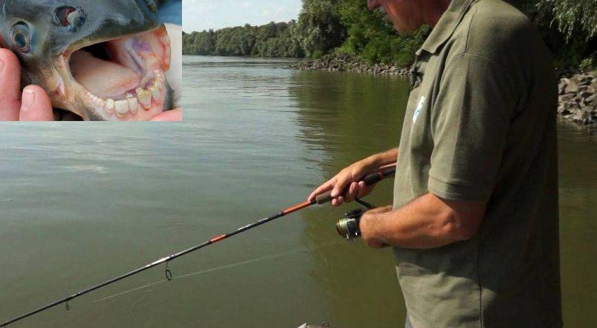 O creatură cu dinți de om a mușcat un pescar din Drobeta Turnu Severin. „Nu am văzut în viața mea așa ceva!” Cum a ajuns „arătarea” în Dunăre - FOTO 460009