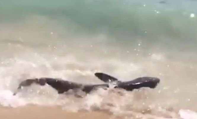 Turiștii aflați pe o plajă din Mallorca au filmat un rechin în timp ce se zbătea la mal. Ce s-a întâmplat la scurt timp- VIDEO