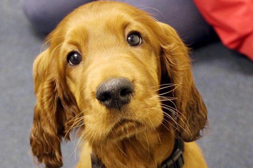 Decizia incredibilă luată de conducerea unui colegiu! Cum îi ajută pe elevi să scape de stresul examenelor (FOTO) 460385