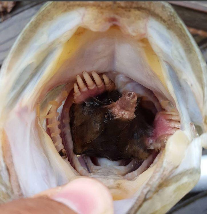 A prins un pește uriaș, însă când s-a uitat în gura lui a avut un adevărat șoc. Este uluitor ce a putut găsi acolo (FOTO) 461059