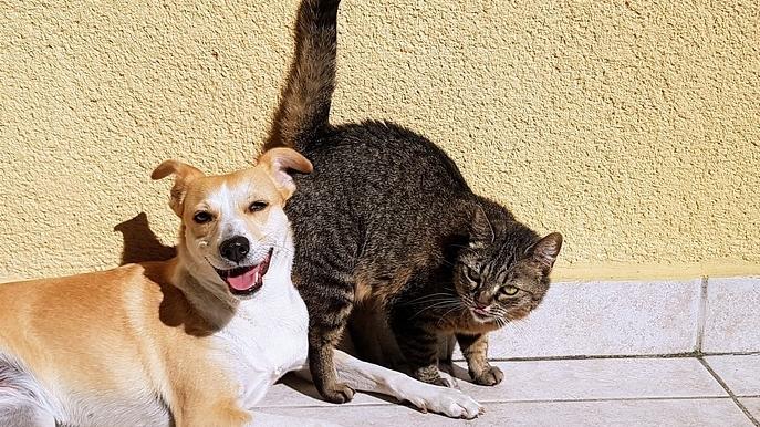 Vești bune pentru iubitorii de animale! Castrarea câinilor şi pisicilor va fi gratuită   460916