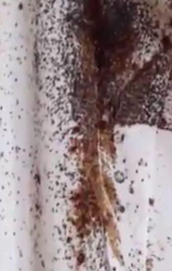 Le plecaseră chiriașii, așa că s-au dus la apartament. Au avut un adevărat șoc când s-au apropiat de pat. De sub cearșafuri, au început să iasă o mulțime de .... (GALERIE FOTO+VIDEO) 461530