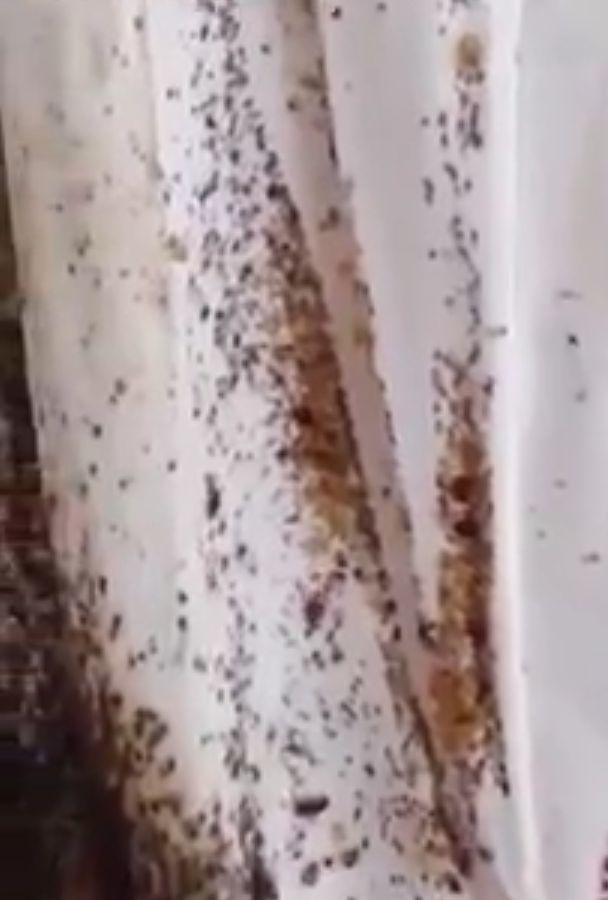 Le plecaseră chiriașii, așa că s-au dus la apartament. Au avut un adevărat șoc când s-au apropiat de pat. De sub cearșafuri, au început să iasă o mulțime de .... (GALERIE FOTO+VIDEO) 461531