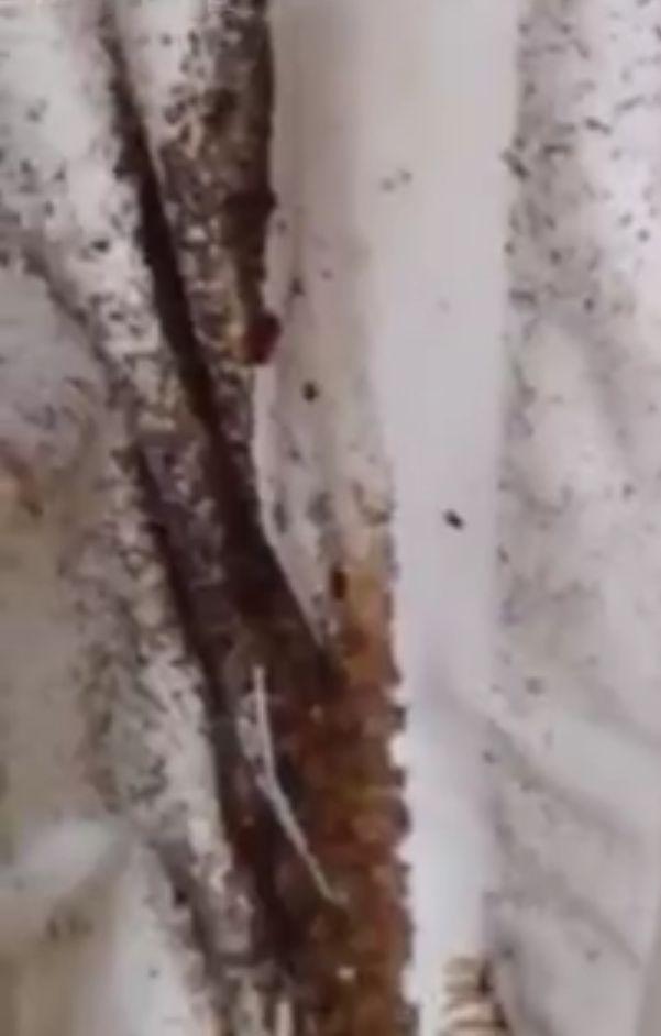 Le plecaseră chiriașii, așa că s-au dus la apartament. Au avut un adevărat șoc când s-au apropiat de pat. De sub cearșafuri, au început să iasă o mulțime de .... (GALERIE FOTO+VIDEO) 461532