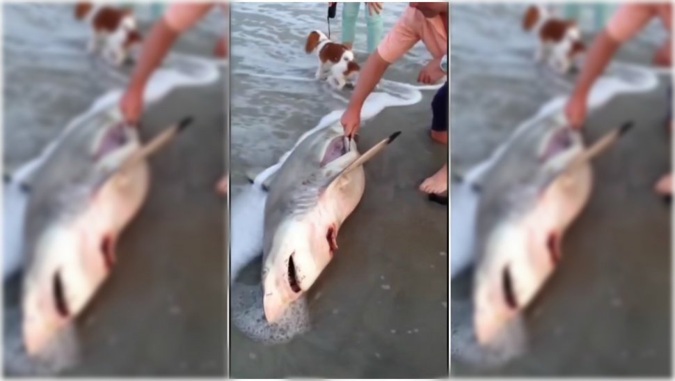 Au tăiat burta unui rechin mort pentru că mișca ceva înăuntru. Când au văzut ce era acolo au început să țipe - VIDEO