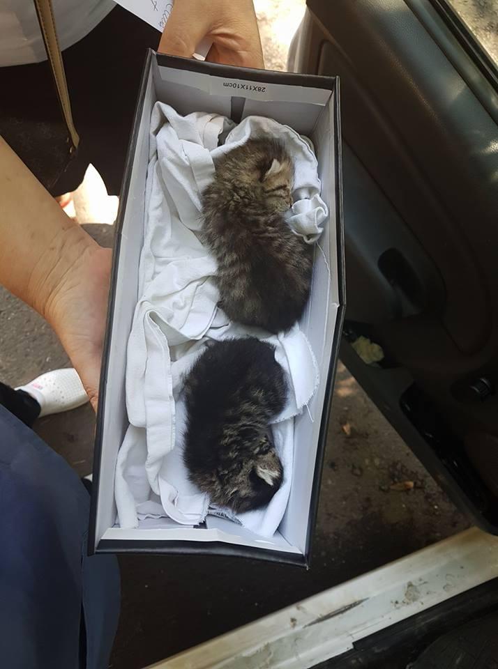 Doi pisoi abandonați, găsiți într-o cutie de pantofi pe o stradă din București. Micuții au nevoie de ajutorul vostru! - FOTO 461738