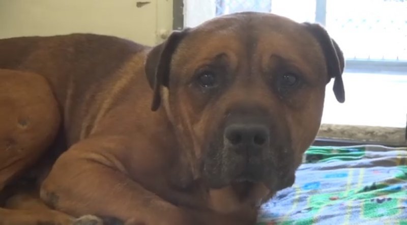 Ți se rupe sufletul. Un câine nu se poate opri din plâns, după ce își dă seama că a fost abandonat - VIDEO