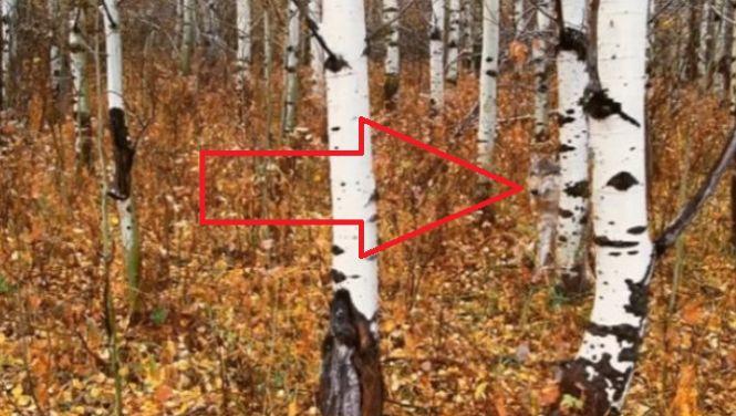 Cel mai tare test de atenție! Oamenii care văd din prima animalul din această poză au un IQ ridicat 462649