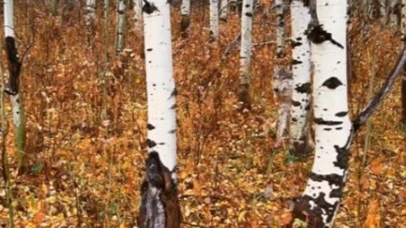 Cel mai tare test de atenție! Oamenii care văd din prima animalul din această poză au un IQ ridicat 462650