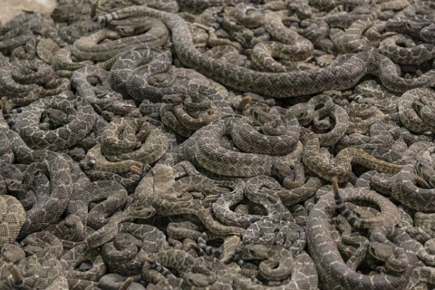 Invazie de şerpi într-un județ din țară. ”Este o situaţie fără precedent”