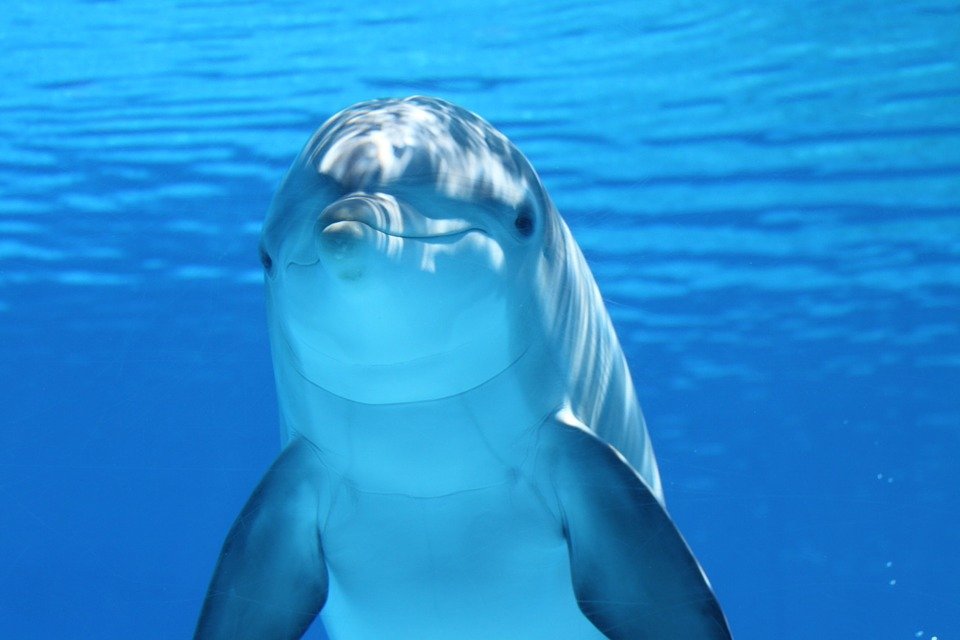 Un cercetător celebru a drogat mai mulți delfini. Cum s-a sfârșit experimentul 