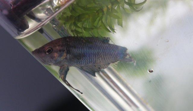 A luat de la pet shop un pește pe jumătate mort. Nimeni nu credea că mai poate fi salvat, dar dragostea face minuni (GALERIE FOTO)   463611