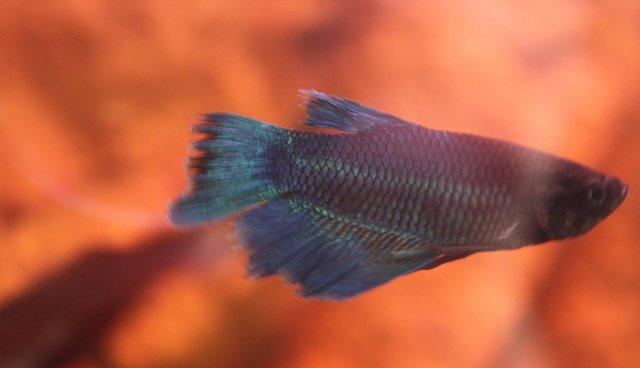 A luat de la pet shop un pește pe jumătate mort. Nimeni nu credea că mai poate fi salvat, dar dragostea face minuni (GALERIE FOTO)   463612