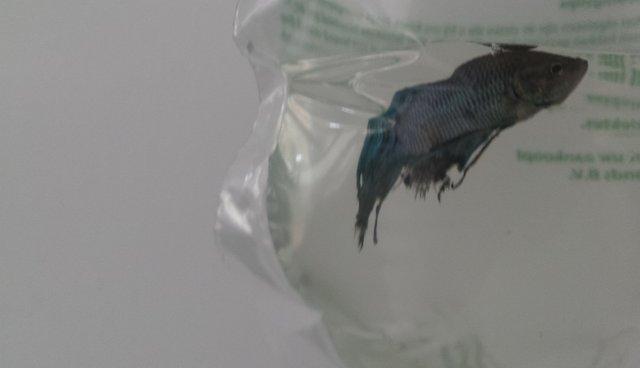 A luat de la pet shop un pește pe jumătate mort. Nimeni nu credea că mai poate fi salvat, dar dragostea face minuni (GALERIE FOTO)   463613