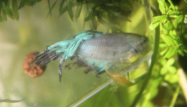 A luat de la pet shop un pește pe jumătate mort. Nimeni nu credea că mai poate fi salvat, dar dragostea face minuni (GALERIE FOTO)   463614