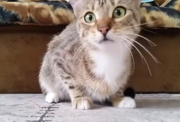 O pisică a fost surprinsă de stăpâni în timp ce se uita la un film de groază. Reacția felinei a devenit virală (VIDEO)