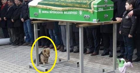 Îți frânge inima. Un câine extrem de trist s-a așezat lângă sicriu. Ce a urmat după încheierea slujbei a fost, însă, și mai sfâșietor 