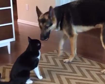 Pisica a început să-l atace pe câinele familiei în momentul când acesta a vrut să se apropie de ea. Este total neașteptat cum s-a terminat bătaia (FOTO+VIDEO)  464097