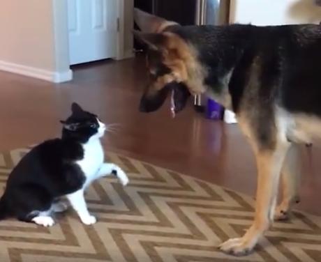 Pisica a început să-l atace pe câinele familiei în momentul când acesta a vrut să se apropie de ea. Este total neașteptat cum s-a terminat bătaia (FOTO+VIDEO)  464098