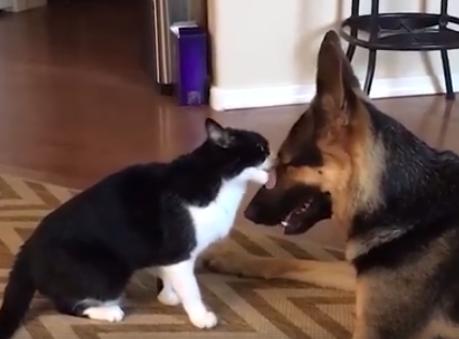 Pisica a început să-l atace pe câinele familiei în momentul când acesta a vrut să se apropie de ea. Este total neașteptat cum s-a terminat bătaia (FOTO+VIDEO)  464099