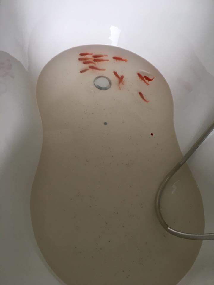 S-au întors din luna de miere, iar când au ajuns acasă, au avut parte de un adevărat șoc. „Este cumplit!” (GALERIE FOTO) 464028