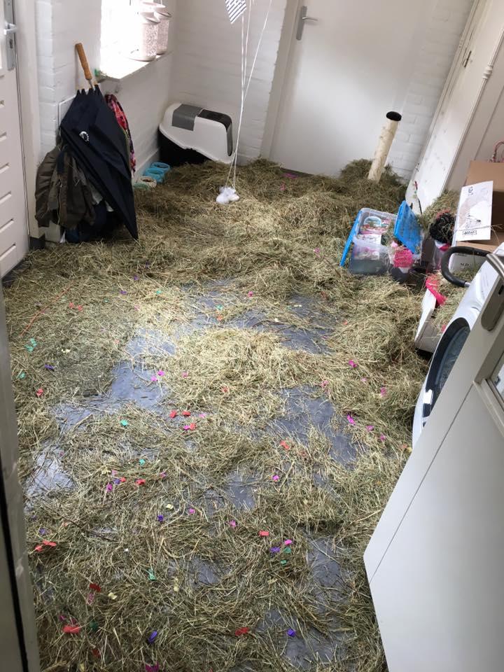 S-au întors din luna de miere, iar când au ajuns acasă, au avut parte de un adevărat șoc. „Este cumplit!” (GALERIE FOTO) 464032