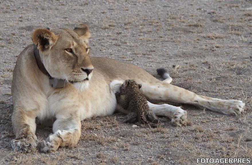 Imagine unică. Este un caz fără precedent. Ce făcea această leoaică în sălbăticie - FOTO 464392