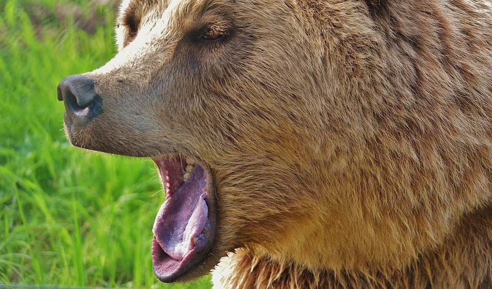 Alertă la Bușteni! Turiștii sunt sfătuiți să evite deplasările în pădure, după ce un urs a fost lovit de o mașină