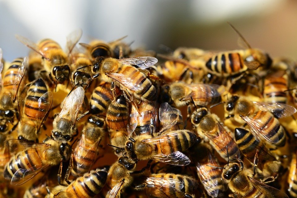 Mărturiile cutremurătoare ale medicilor care au încercat să-l salveze pe bărbatul ucis de albine: „Ne era teamă să nu ne înţepe şi pe noi”