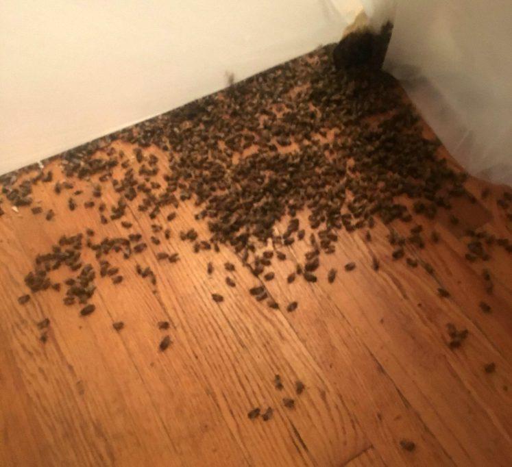 O substanță lipicioasă se prelingea pe toți pereții din casă. Când și-a dat seama ce era, a fugit mâncând pământul  464729