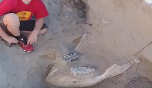 În urma unei căzături, un copil a descoperit o fosilă veche de peste 1 milion de ani - VIDEO